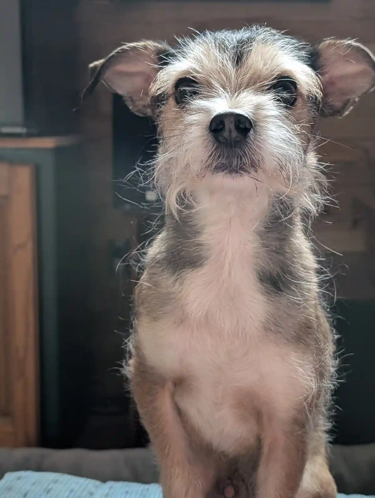 A scruffy, small dog with a mix of white, tan, and black fur sits upright, looking directly at the camera with wide…