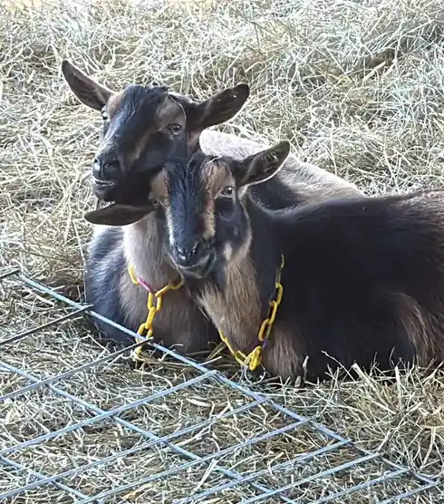 Two goats with black and brown fur are lying down on a bed of straw inside a fenced enclosure, both wearing yellow chain…