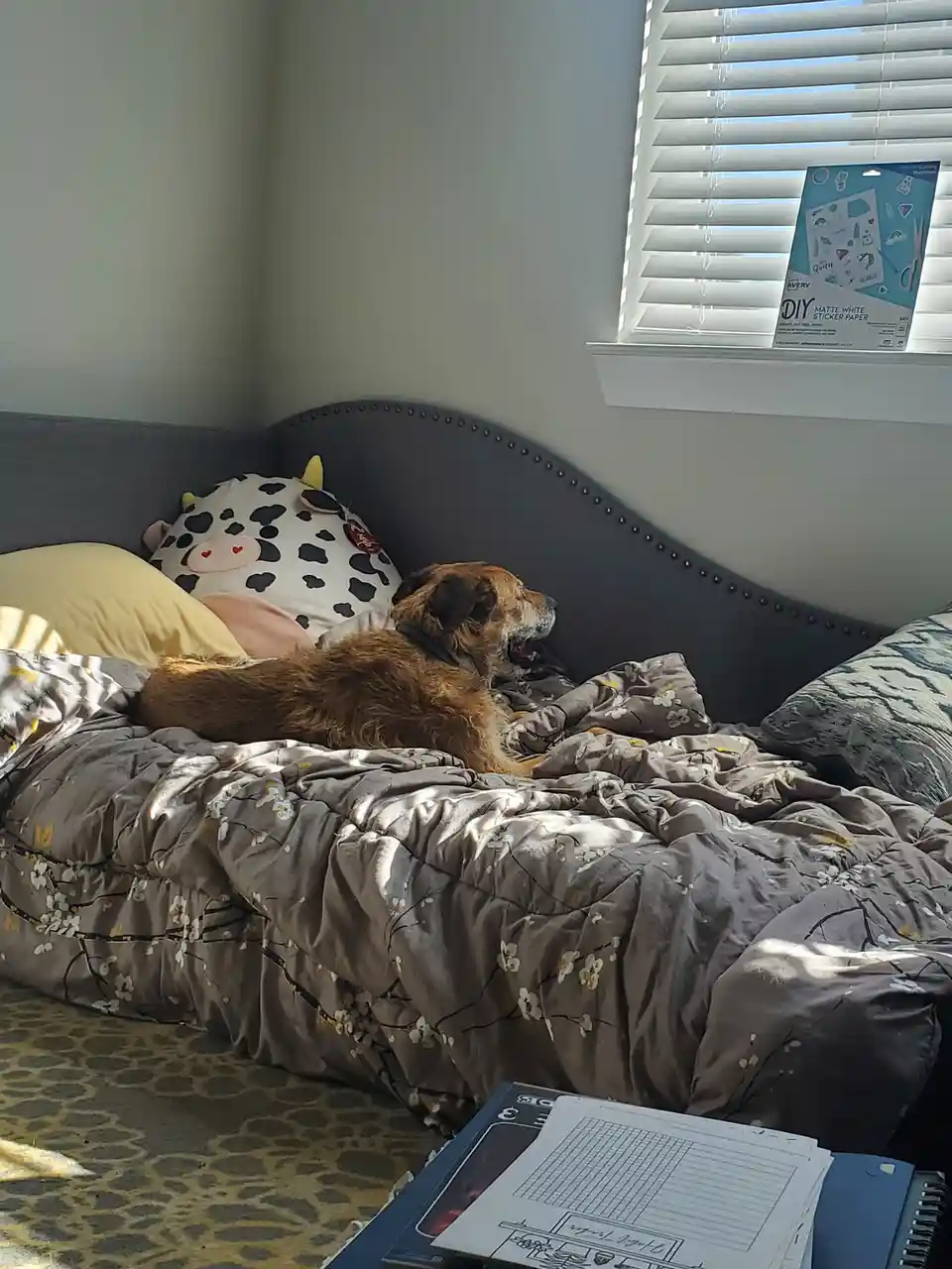 A scruffy brown dog lies on a rumpled gray floral bedspread, looking toward the window. Behind it, a large cow-patterned…