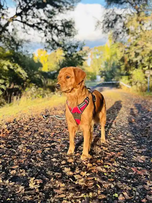 A golden-brown dog wearing a red and black harness stands on a leaf-covered dirt path in autumn, looking off to the side…
