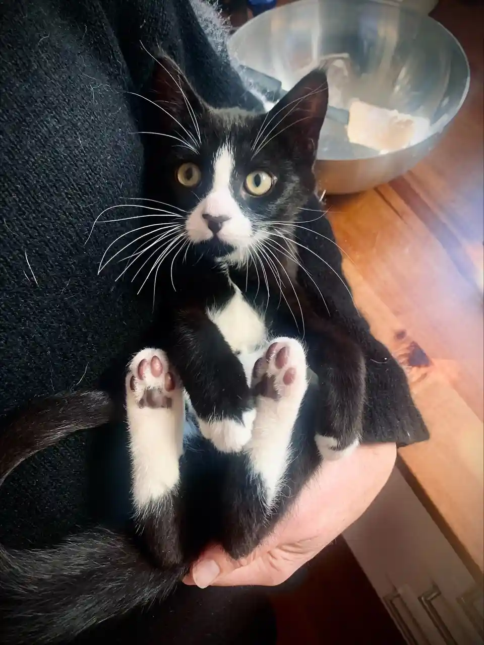 A black and white kitten with wide, startled eyes is being held upright in a person's hands, its front paws raised and…