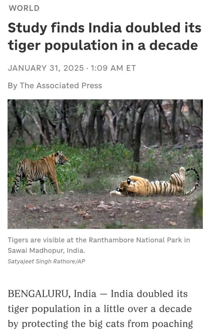 A news article screenshot shows two tigers in a forest; one stands alert while the other lies on its back. The headline…
