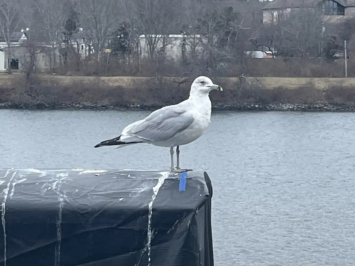 A seagull stands on a black, tarp-covered object near water, holding a small yellow object in its beak. A blue tape is stuck…