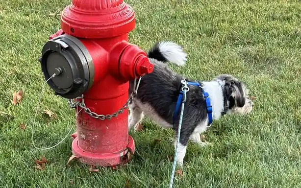 A small black and white dog wearing a blue harness and leash is standing next to a red fire hydrant on a grassy lawn with…