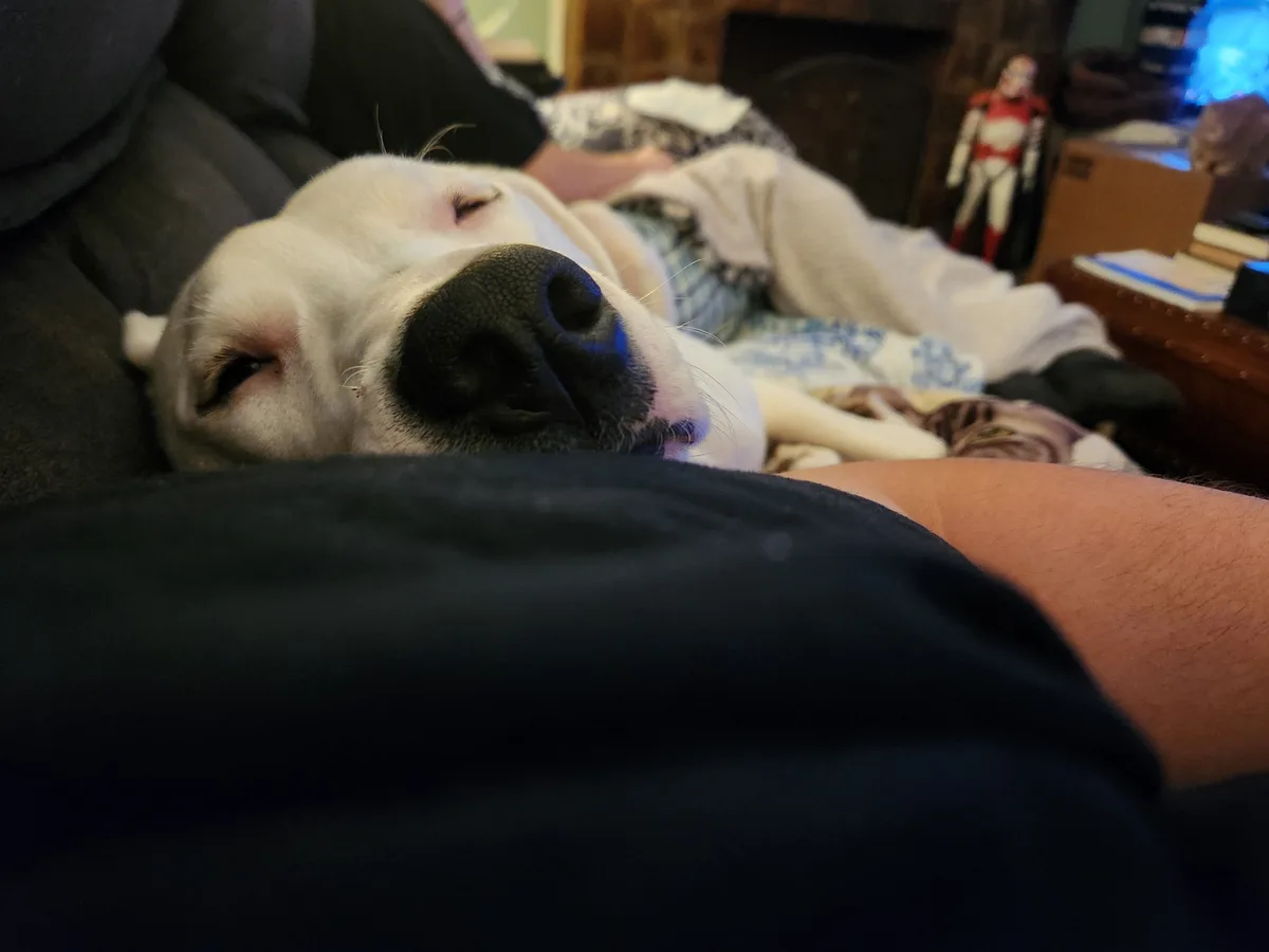A white dog is sleeping soundly on a couch, its face close to a person's arm, with its eyes half-closed and nose prominently…