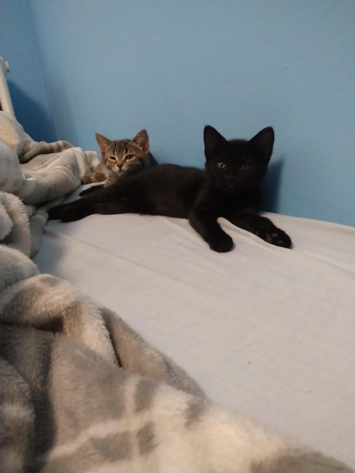 Two kittens, one black and one tabby, are lying on a white bedsheet against a blue wall, both looking directly at the camera…