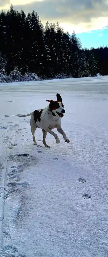 A white, black, and brown dog with floppy ears is running joyfully across a wide, snow-covered frozen lake or field. The…