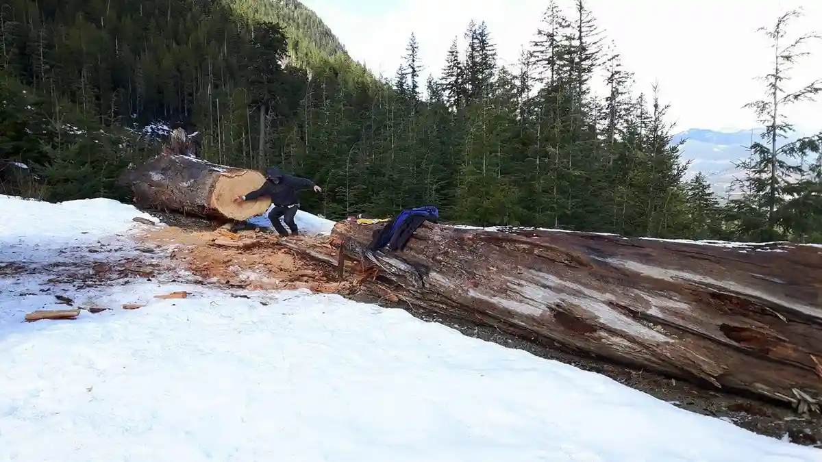 Ancient Forests: The Old Growth Wonders
