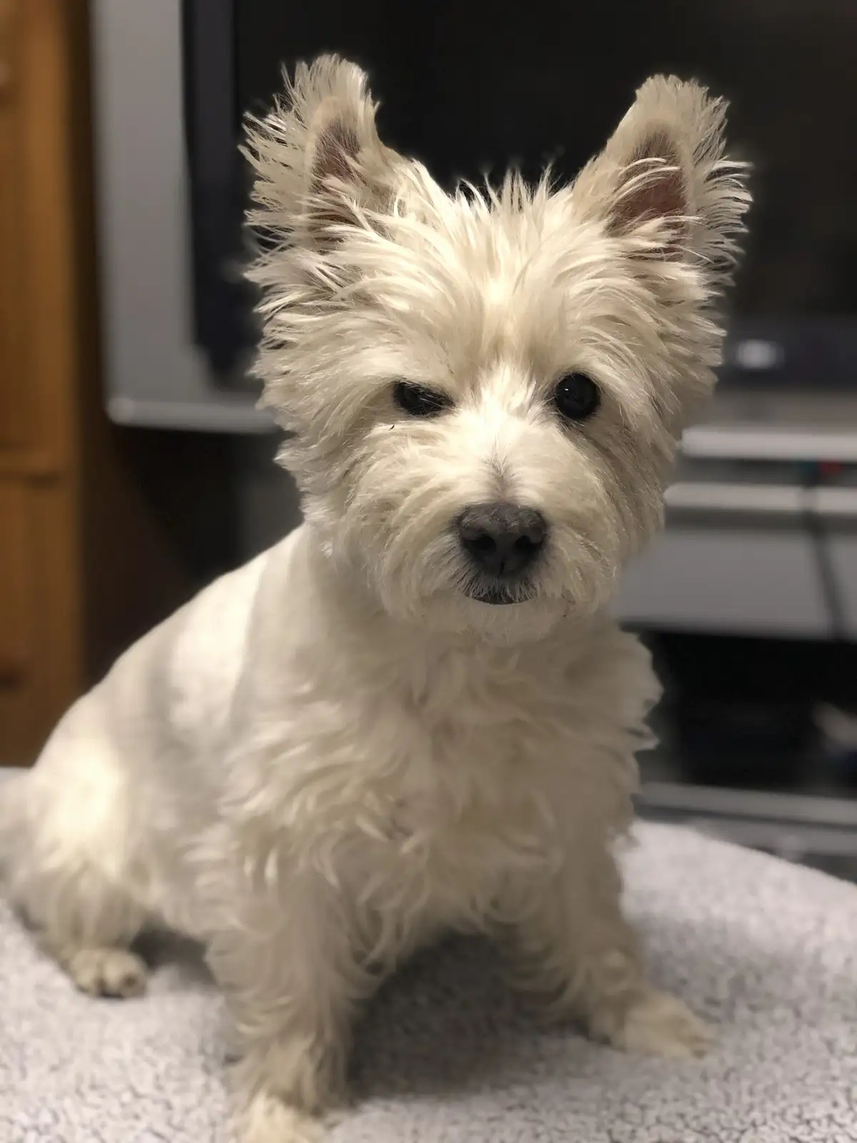 A small, fluffy white dog with shaggy fur and perky ears sits on a textured gray surface, looking directly at the camera…