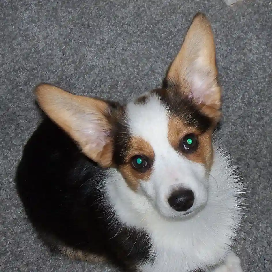 A close-up photo of a tricolor corgi puppy with large upright ears and glowing green eyes, looking up at the camera from a…