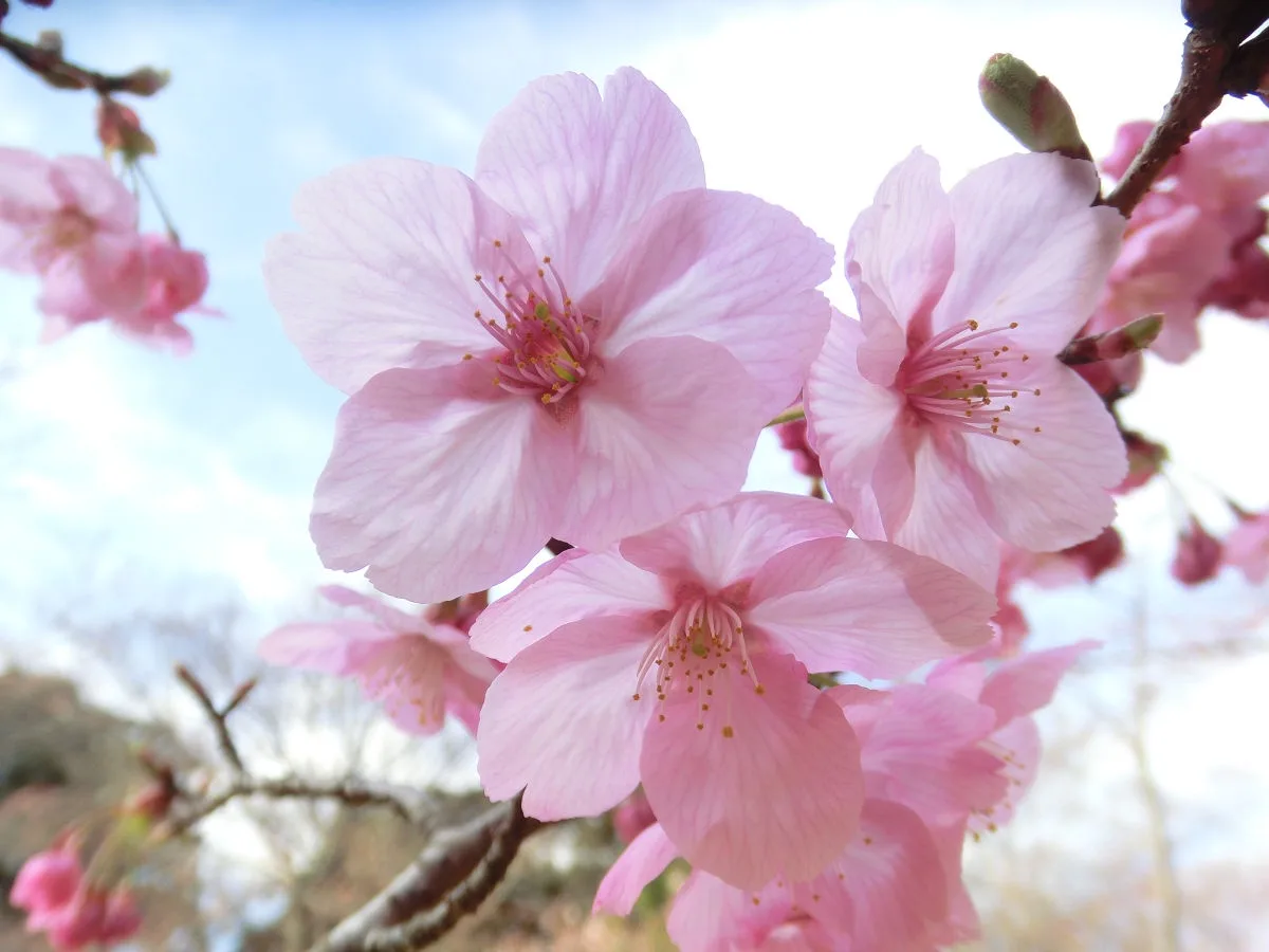 A Glimpse of Narita in March 2015