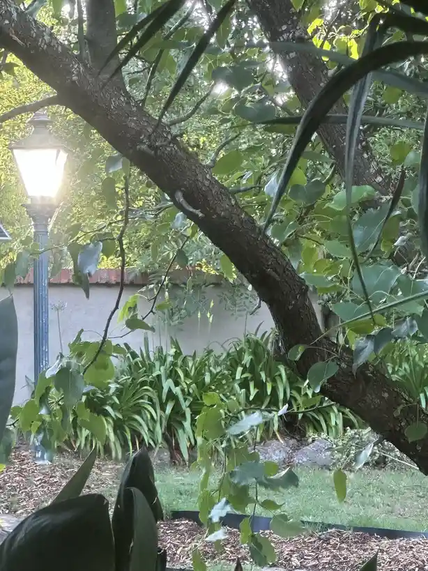A photo of a lush garden with a tree branch in the foreground, a lit outdoor lamp post to the left, and green plants behind…
