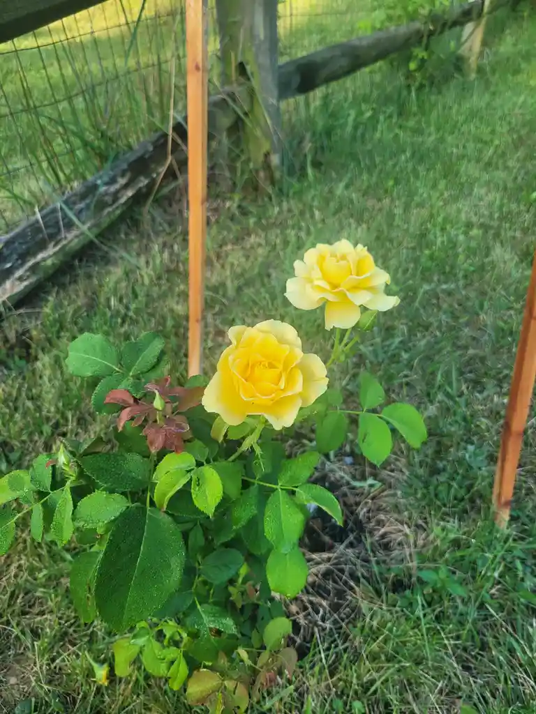 Two yellow roses bloom on a green bush with dew-covered leaves, set against a grassy field and wooden fence. The overlaid…