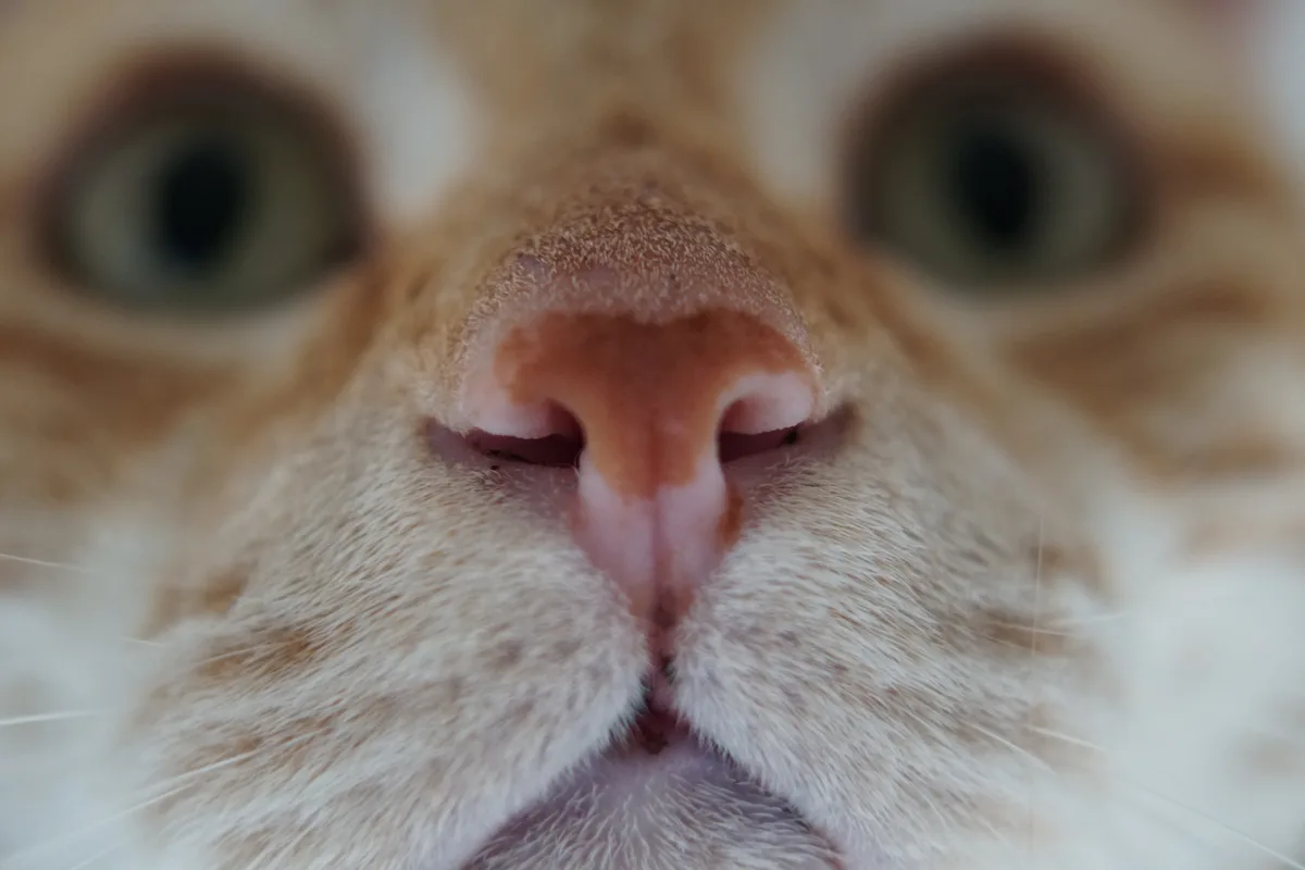 Adorable kitty close-ups that will melt your heart