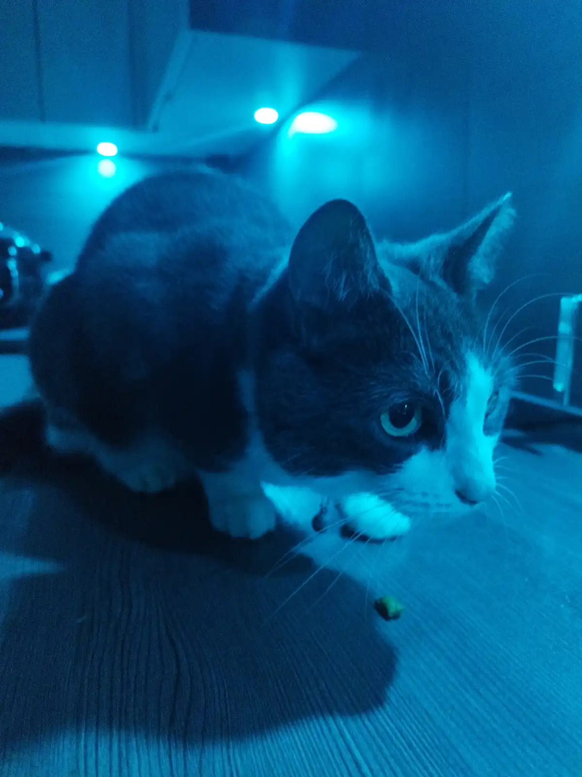 Meet my cat Luna :3 (17 years young and exploring the kitchen this time >:] )