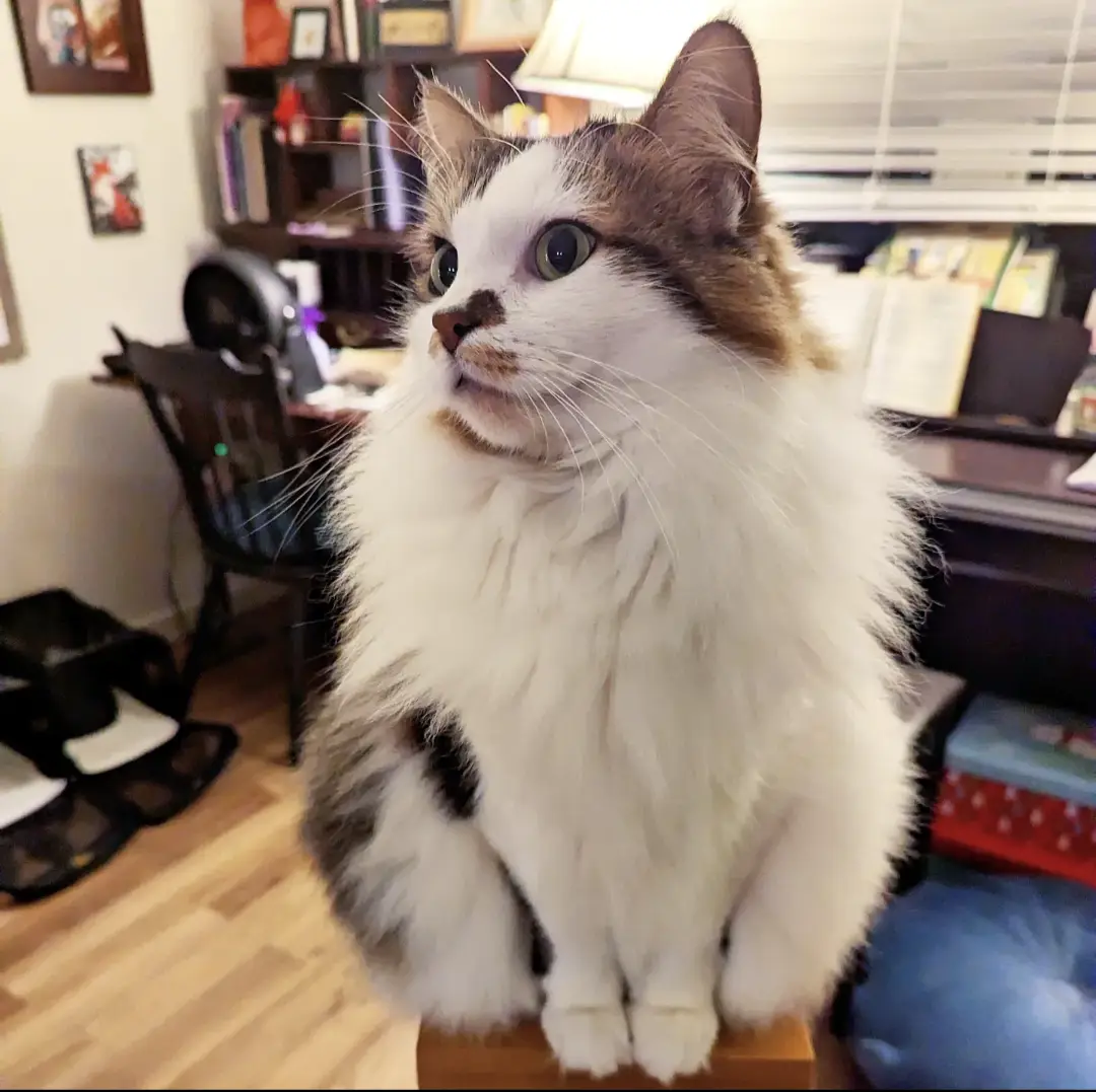 A fluffy, long-haired cat with white, brown, and black fur sits upright on a wooden surface, looking upward with wide…