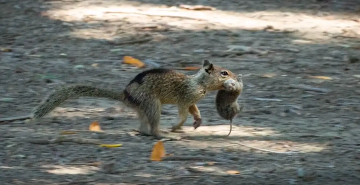 A squirrel is captured mid-stride on a dirt path, carrying a mouse in its mouth. The image is overlaid with the text 'i'm…