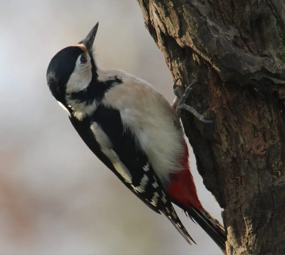 A close-up photograph of a woodpecker clinging vertically to the rough bark of a tree trunk, its head tilted upward and its…