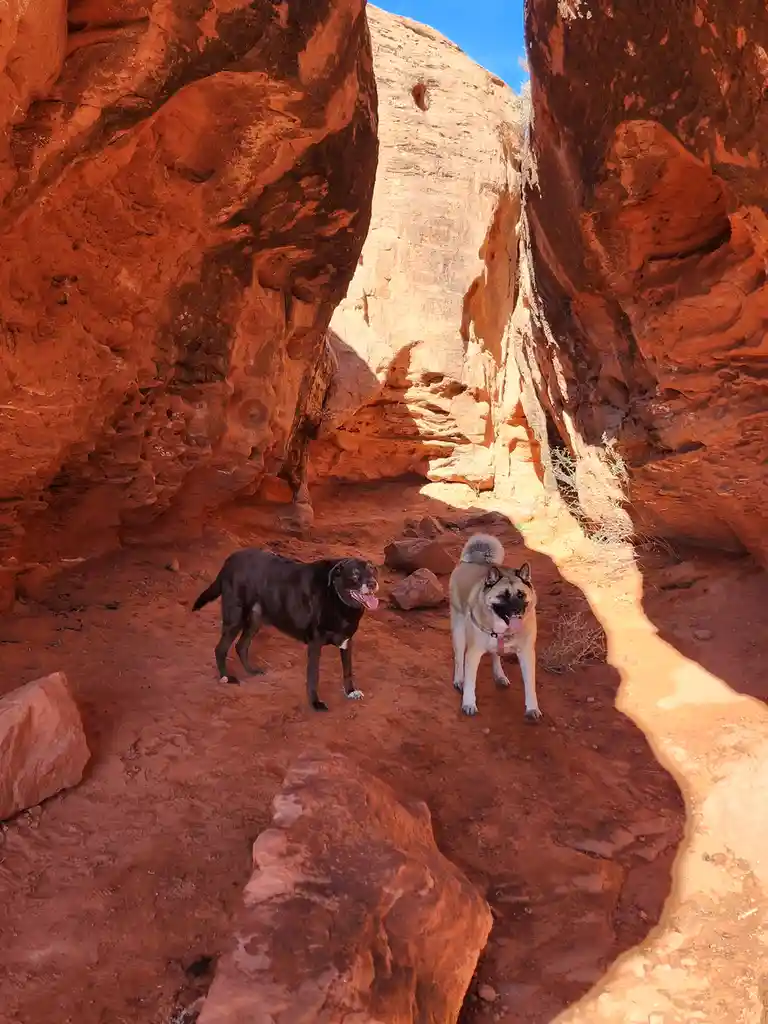 Two dogs stand in a narrow canyon with red rock walls under bright sunlight. One is black, the other is tan and white with a…