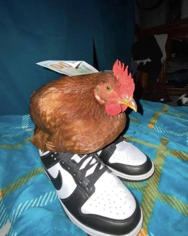 A brown chicken with a red comb sits atop a pair of black and white Nike Dunk sneakers, which are placed on a blue patterned…