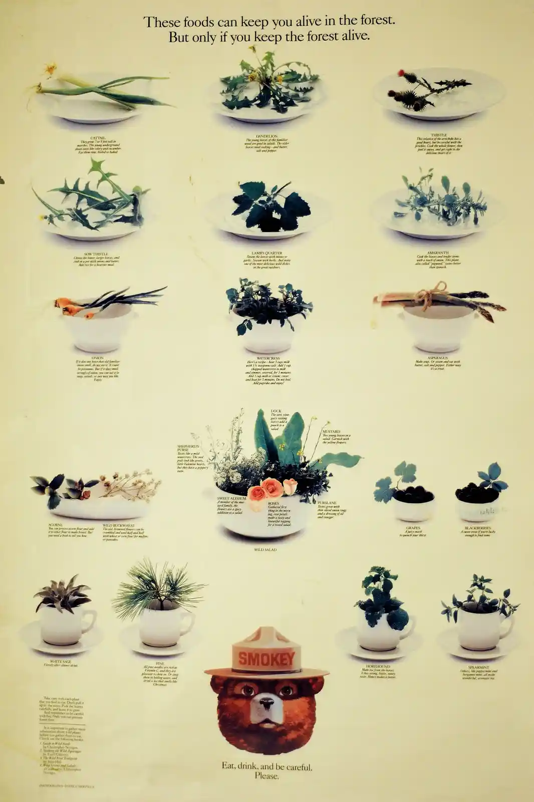 An old-fashioned educational poster showing various edible wild plants like dandelion, asparagus, and blackberries, each…