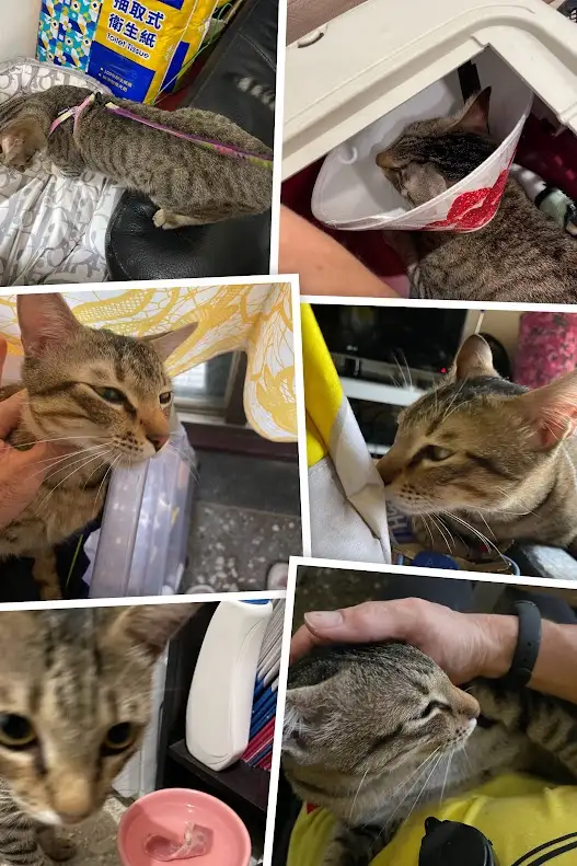 Adorable Cat Moments That Will Melt Your Heart