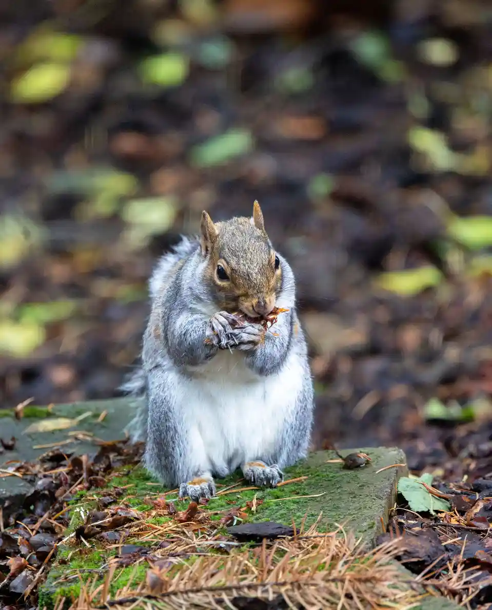 A gray squirrel sits upright on a mossy stone in a forest, holding and eating a piece of food with both paws. The background…