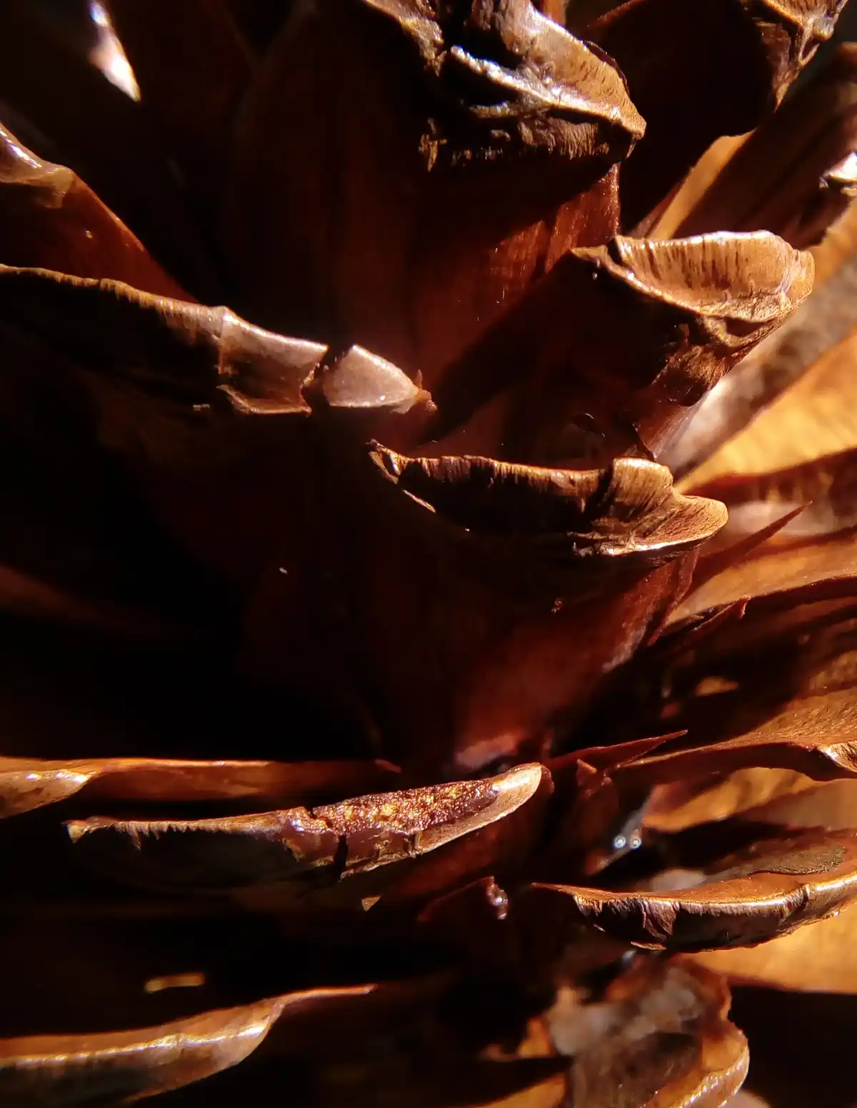 A close-up photograph of a pinecone's textured, brown scales under warm, directional lighting, with overlaid text reading…