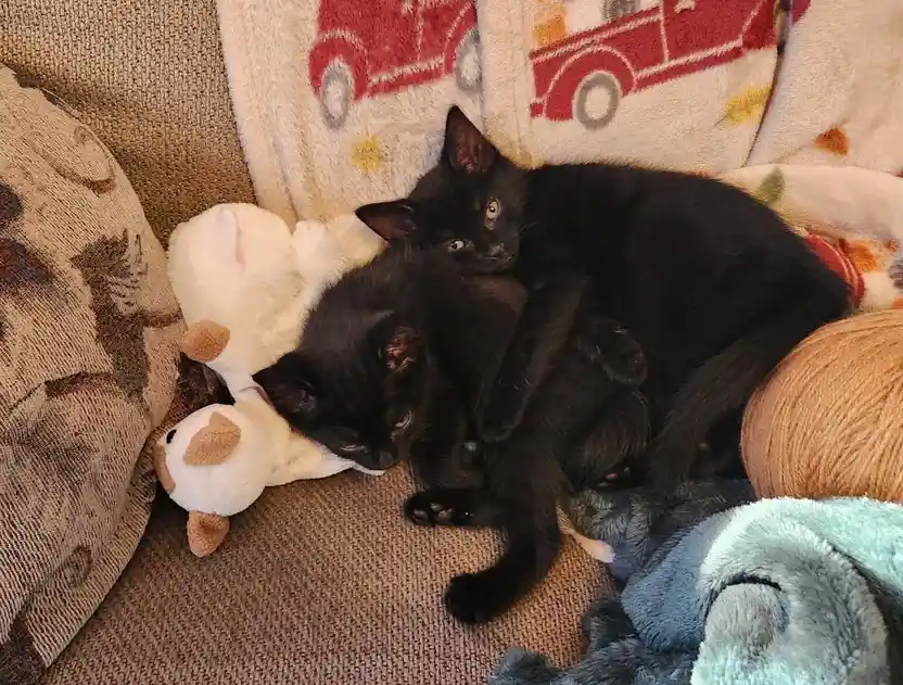 Two black kittens are curled up together on a couch, one sleeping with its head on a white stuffed animal while the other…
