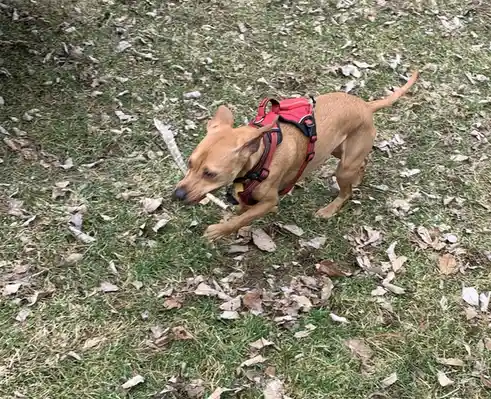A tan dog wearing a red harness runs across grass scattered with dry leaves, carrying a long white feather in its mouth. The…
