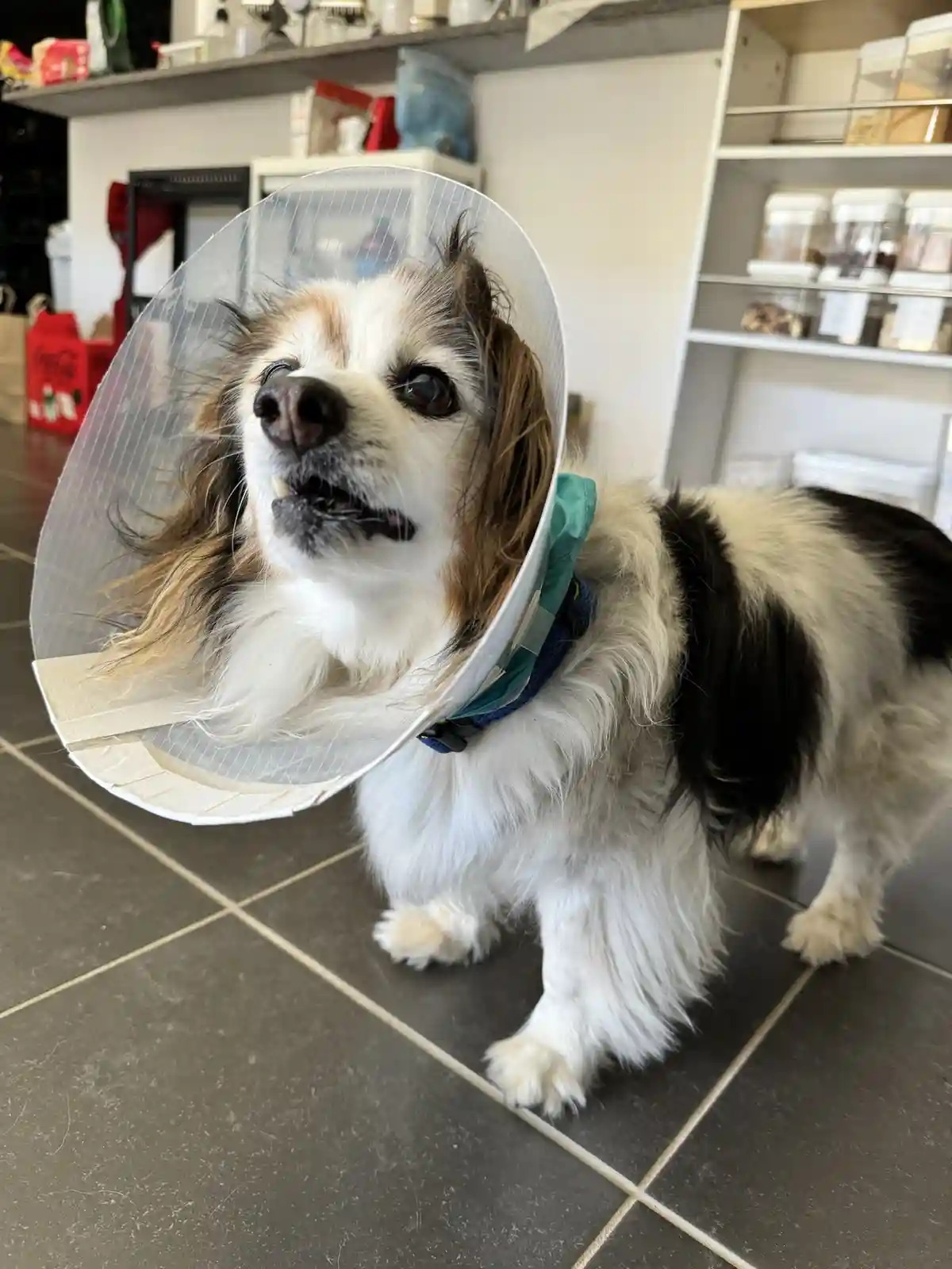 A small, fluffy dog with white, black, and brown fur stands on a tiled floor wearing a clear plastic cone collar and a blue…