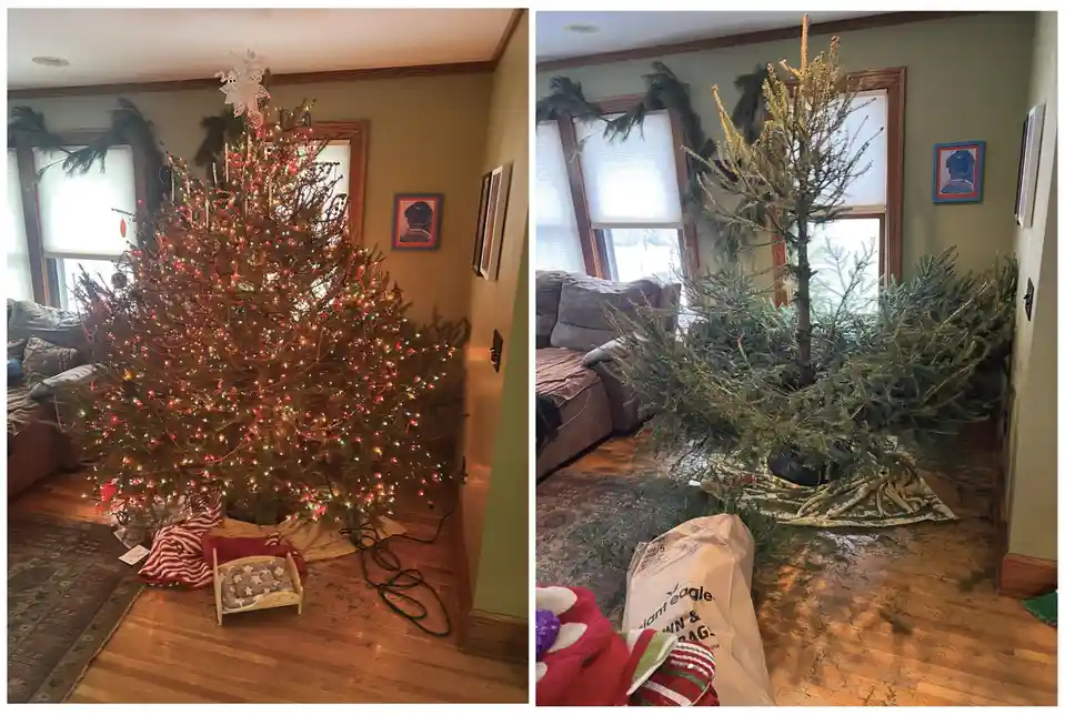 A side-by-side comparison shows a decorated Christmas tree with lights and ornaments on the left, and the same tree stripped…