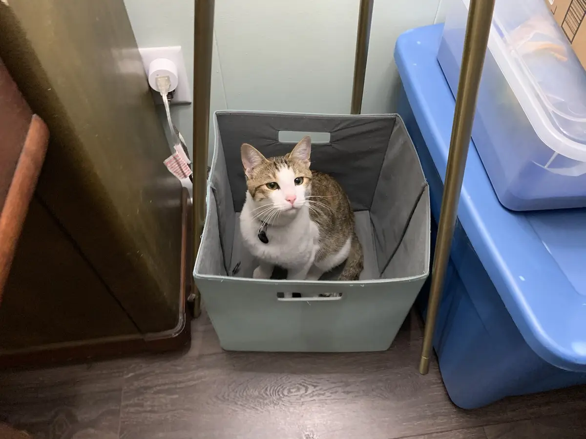 The Ever-Adorable Cat: A Timeless Favorite