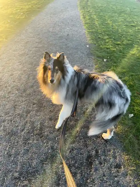 A fluffy, multi-colored dog with black, white, and gray fur stands on a gravel path in a park, looking up at the camera. The…