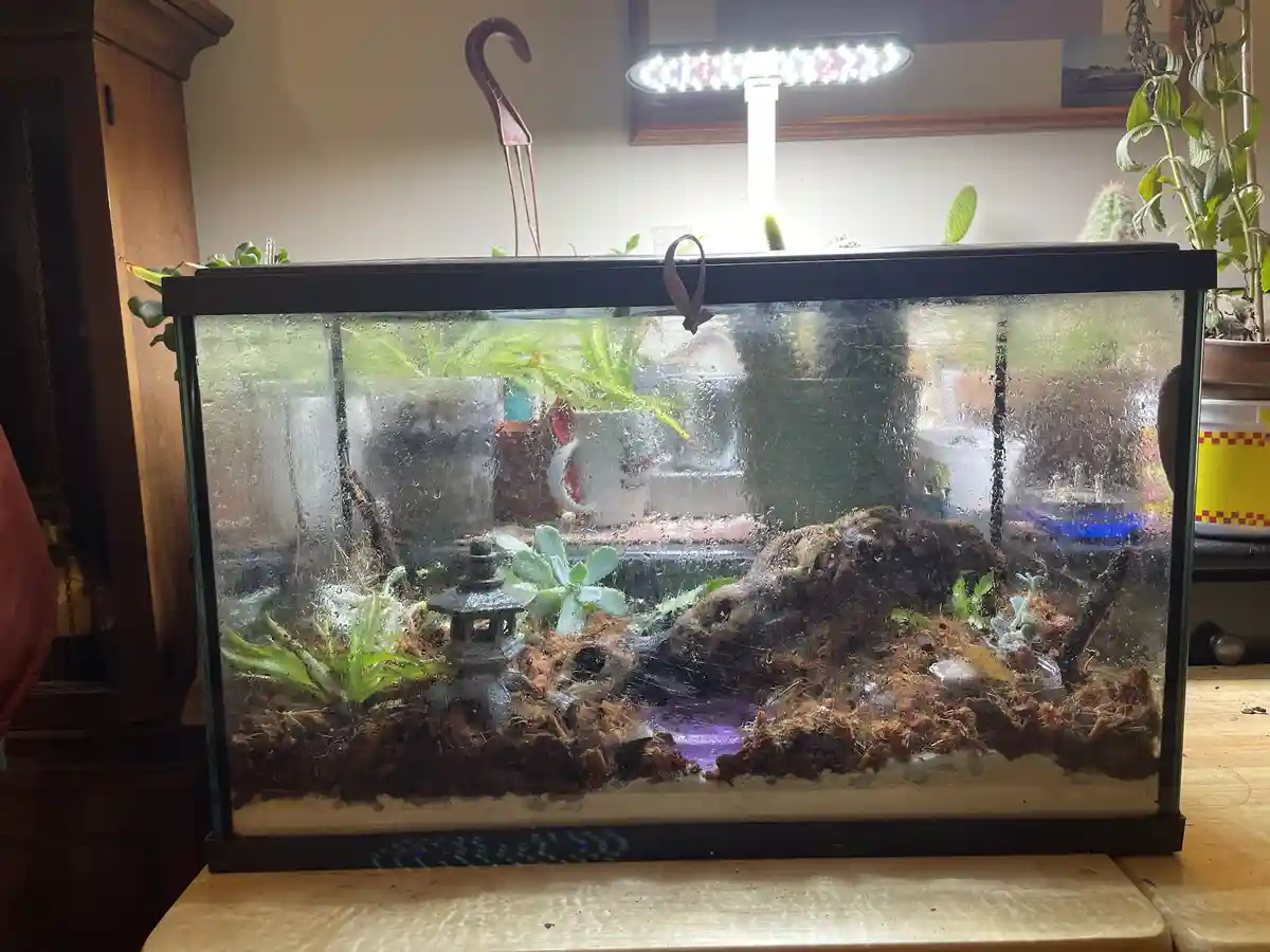 A rectangular glass terrarium sits on a wooden surface, its interior filled with soil, small plants, and a miniature stone…