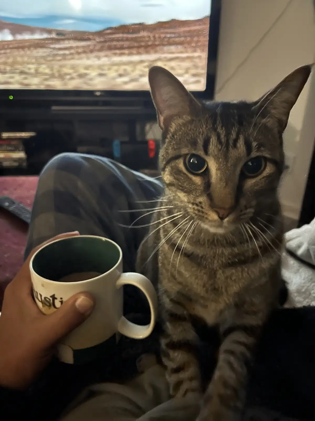A tabby cat sits calmly beside a person holding a coffee mug, staring intently at the camera with wide, unblinking eyes. In…