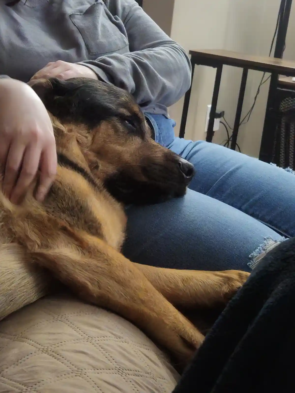 A German Shepherd dog is resting its head on a person's lap while being petted, appearing very sleepy or relaxed. The person…