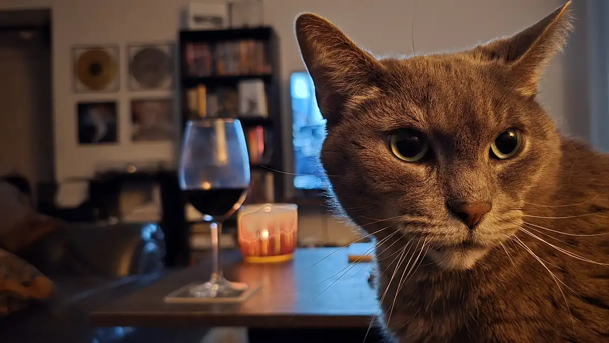 A close-up of a brown cat with wide, intense eyes staring directly at the camera, positioned next to a glass of red wine and…