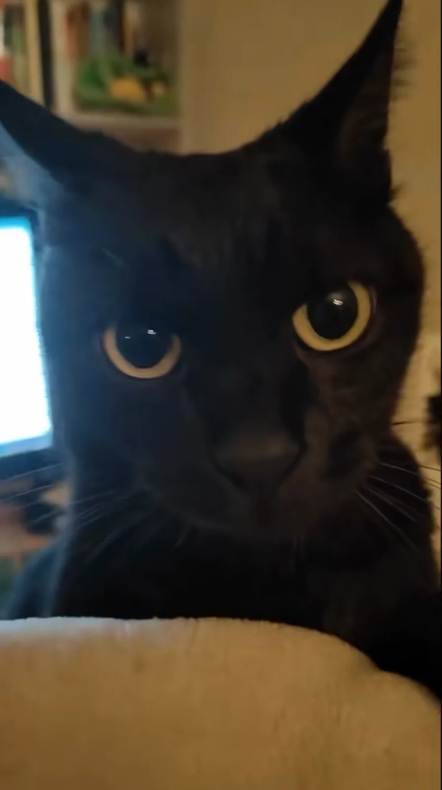 A close-up of a black cat with wide, yellow-rimmed eyes staring intently at the camera, appearing shocked or betrayed. The…