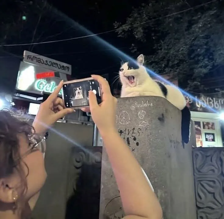 A person holds a smartphone to photograph a black-and-white cat perched atop a graffiti-covered concrete pillar at night…