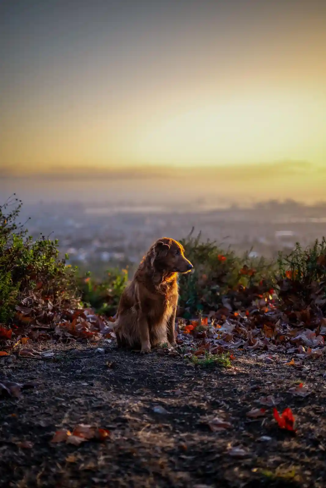 A brown, long-haired dog sits calmly on a dirt path covered in fallen autumn leaves, gazing out over a hazy cityscape at…