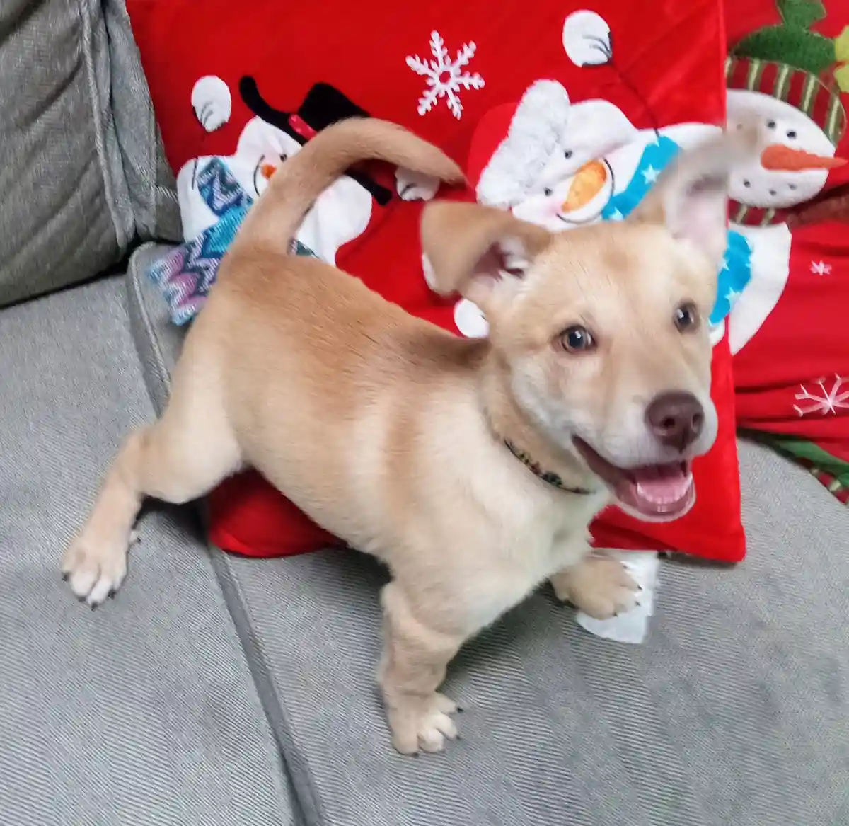 A light brown puppy with a happy, open-mouthed expression stands on a gray couch, positioned in front of a red…