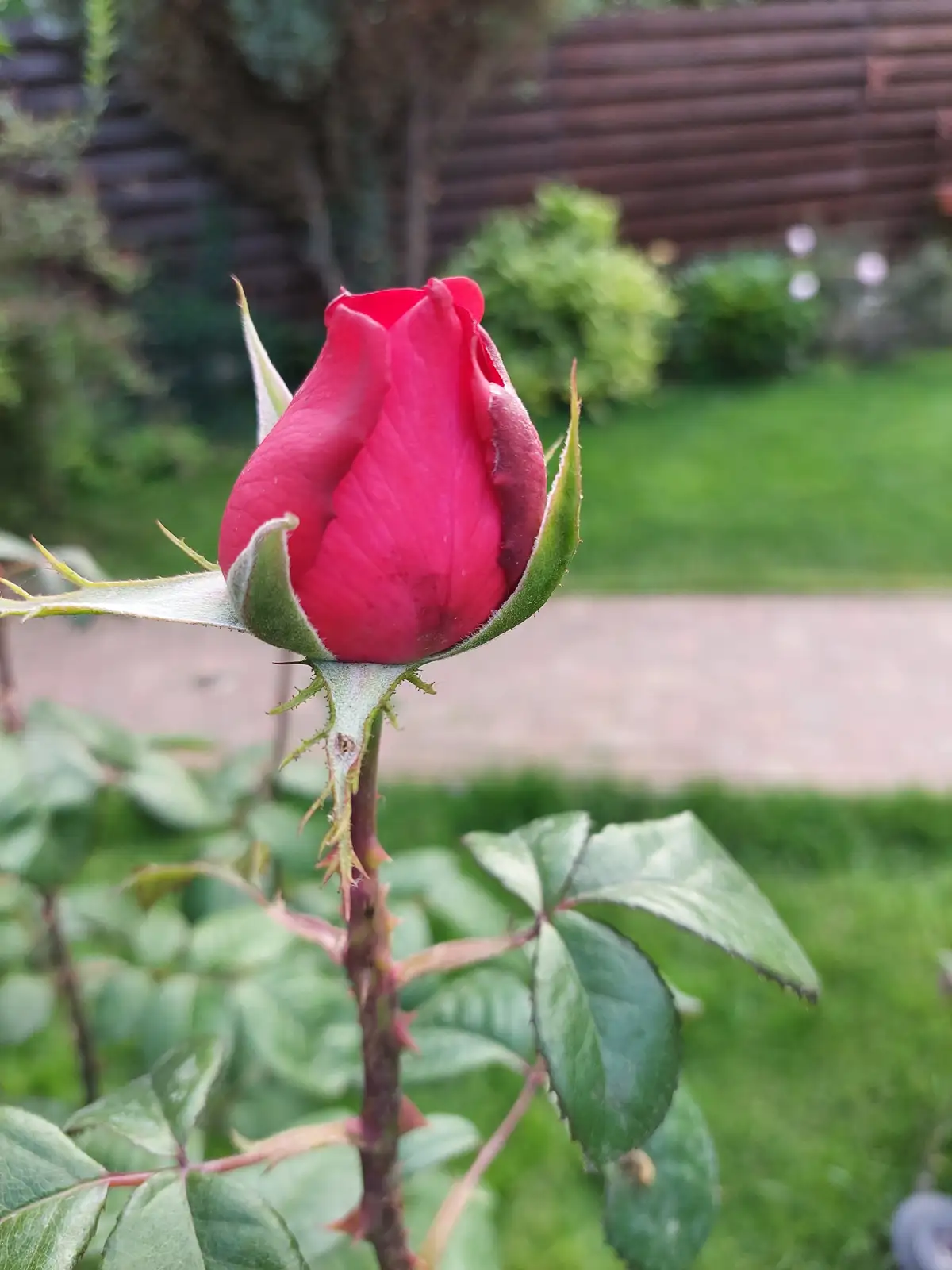 A close-up photograph shows a vibrant red rosebud tightly closed on a thorny stem, surrounded by green leaves and set…
