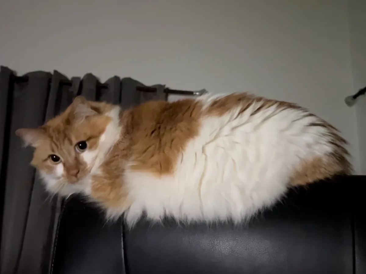a fluffy orange and white cat is lying stretched out on the back of a black leather couch, looking directly at the camera…