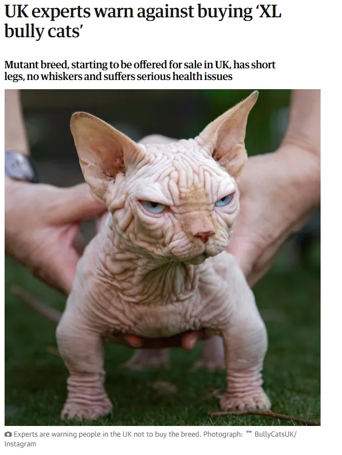 A hairless Sphynx cat with wrinkled skin, large ears, and a grumpy expression is being held by two human hands. The overlaid…