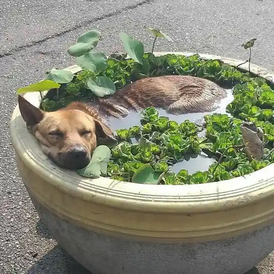 A brown dog with its eyes closed is resting its head on the rim of a large, shallow, yellowish planter filled with water and…