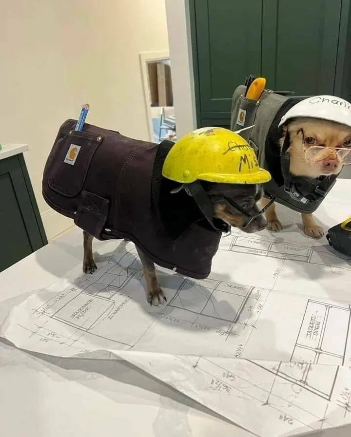 Two small dogs dressed as construction workers stand on architectural blueprints. One wears a yellow hard hat with 'Charlie'…