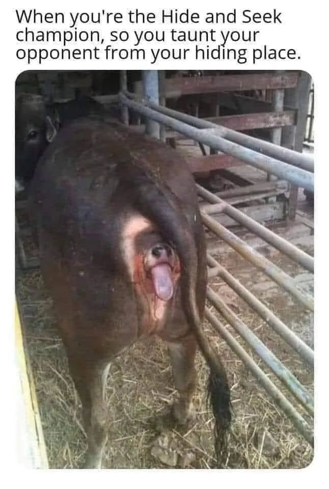 A brown cow is standing in a barn stall, viewed from behind, with its rear end facing the camera. Its tongue is sticking out…