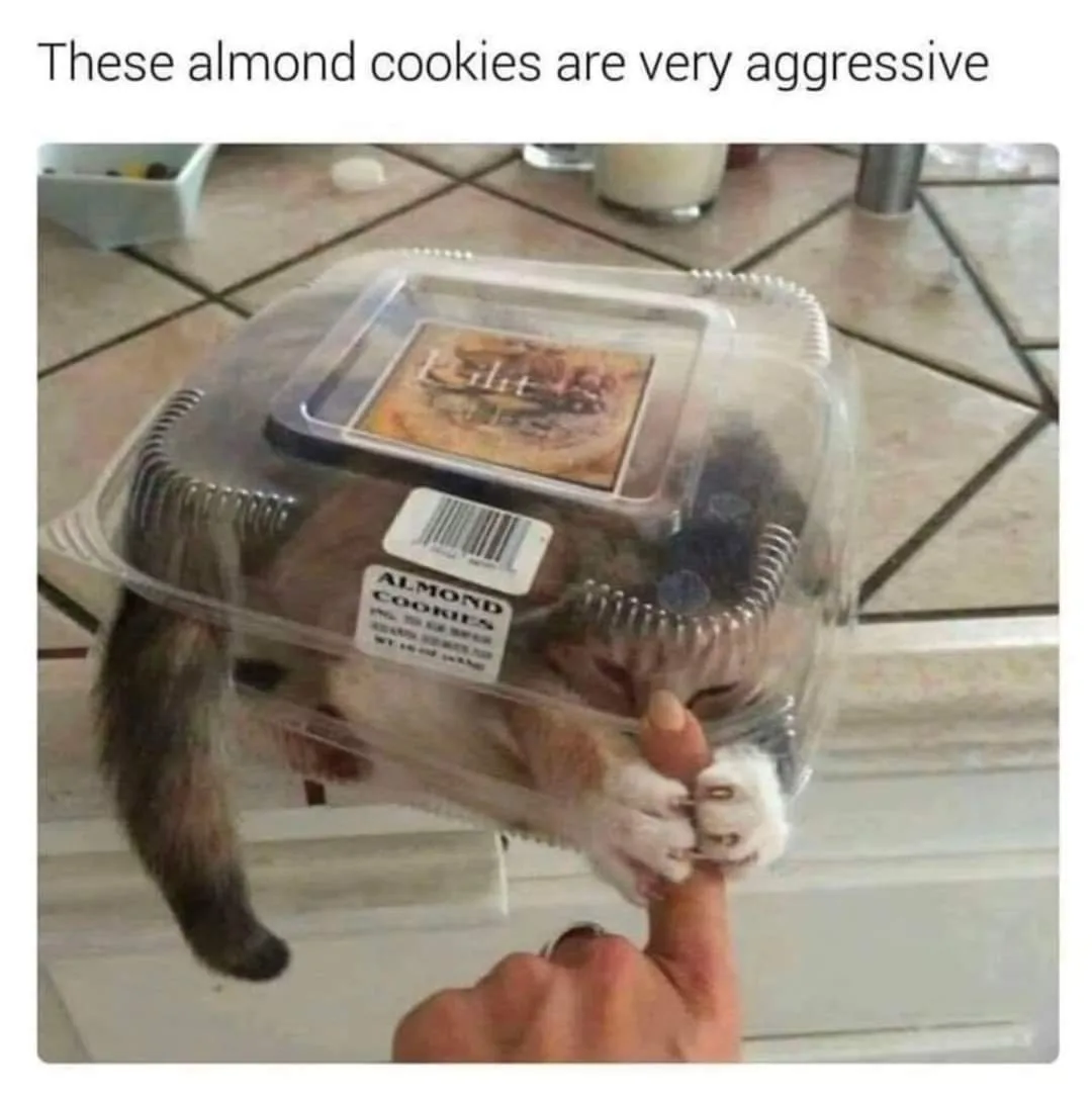 A cat is trapped inside a clear plastic container labeled 'ALMOND COOKIES' on a tiled kitchen counter. A human hand is…