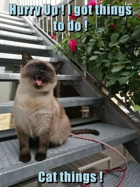 A Siamese cat sits on metal stairs with a plant nearby, mouth wide open in a yawn or meow, with text overlaid that reads…